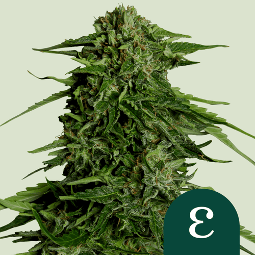 Royal Queen Seeds Epsilon F1 Autoflower Cannabis Seeds (F1 Hybrid) 