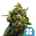 Royal Queen Seeds Painkiller XL CBD Cannabis Seeds, 3 Seed Pack 