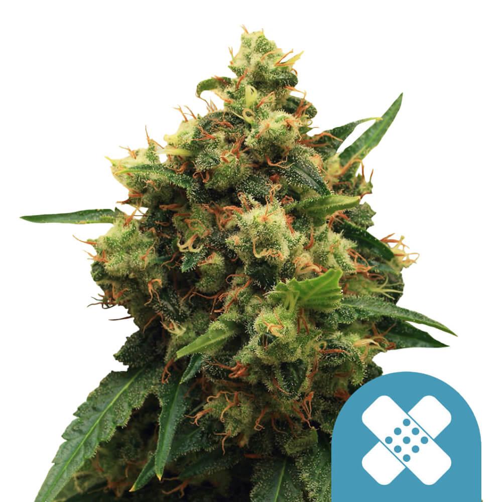 Royal Queen Seeds Painkiller XL CBD Cannabis Seeds, 3 Seed Pack 