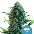 Royal Queen Seeds Royal Medic CBD Cannabis Seeds, 3 Seed Pack 