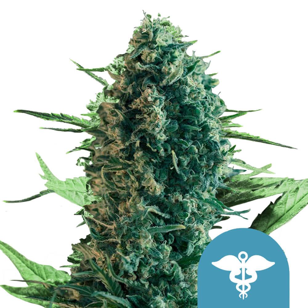 Royal Queen Seeds Royal Medic CBD Cannabis Seeds, 3 Seed Pack 