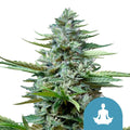 Royal Queen Seeds Stress Killer Auto CBD Cannabis Seeds, 3 Seed Pack 
