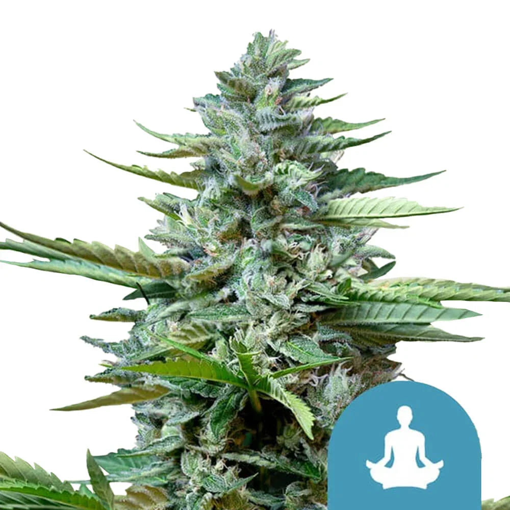 Royal Queen Seeds Stress Killer Auto CBD Cannabis Seeds, 3 Seed Pack 