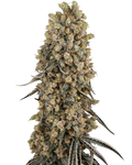 Sensi Seeds Atomic Blue Dream Feminised Cannabis Seeds, 3 Pack 