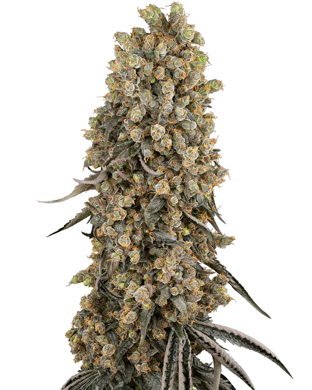 Sensi Seeds Atomic Blue Dream Feminised Cannabis Seeds, 3 Pack 