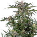 Sensi Seeds Dosimosa Feminised Cannabis Seeds, Indica, 3 Seed Pack 