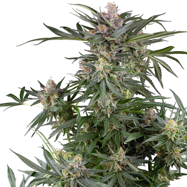 Sensi Seeds Dosimosa Feminised Cannabis Seeds, Indica, 3 Seed Pack 