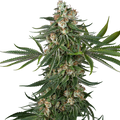 Sensi Seeds Fallout OG Feminised Cannabis Seeds, Indica, 3 Seed Pack 