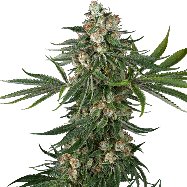 Sensi Seeds Fallout OG Feminised Cannabis Seeds, Indica, 3 Seed Pack 