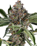 Sensi Seeds Papaya Jealousy Feminised Seeds, 60/40 Indica, 3 Pack 