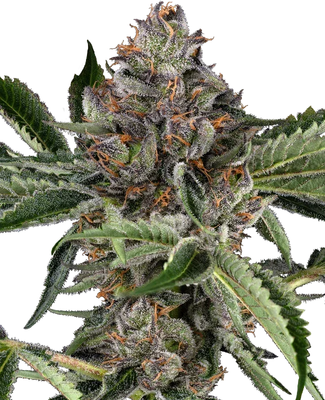 Sensi Seeds Papaya Jealousy Feminised Seeds, 60/40 Indica, 3 Pack 