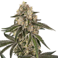 Sensi Seeds Sunset Peach Feminised Cannabis Seeds, Indica, 3 Pack 