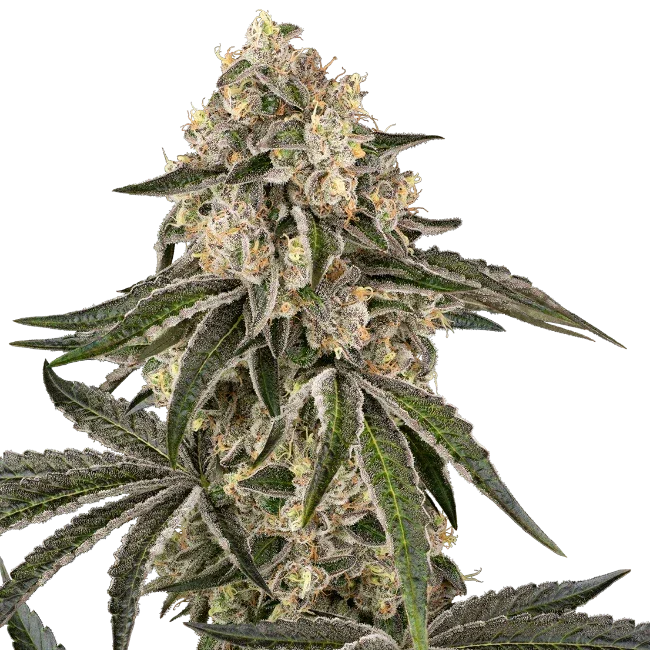 Sensi Seeds Sunset Peach Feminised Cannabis Seeds, Indica, 3 Pack 