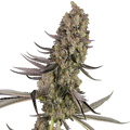 Sensi Seeds Vlad the Inhaler Feminised Cannabis Seeds, 3 Seed Pack 