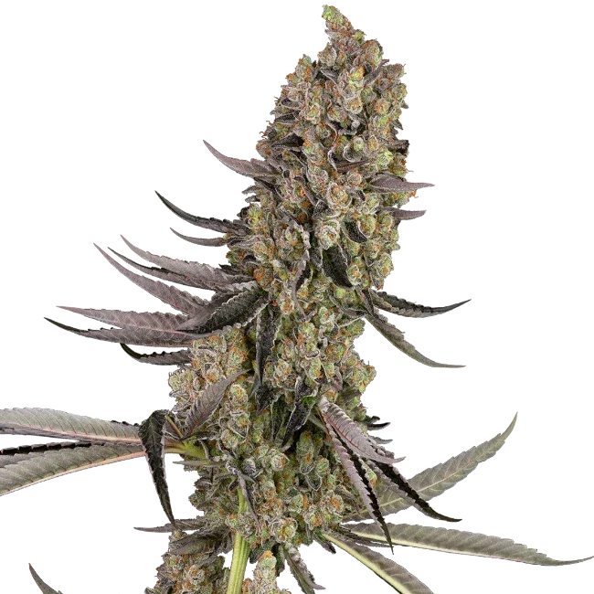 Sensi Seeds Vlad the Inhaler Feminised Cannabis Seeds, 3 Seed Pack 