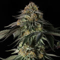 Silent Seeds Rainbow Gas Feminised Cannabis Seeds, 3 Seed Pack 