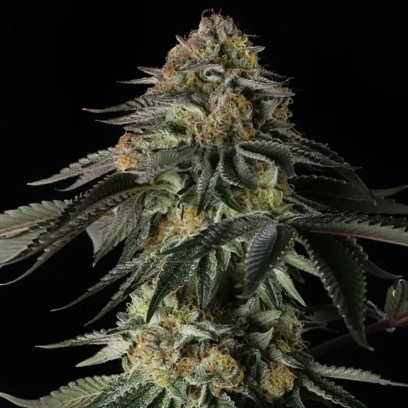 Silent Seeds Rainbow Gas Feminised Cannabis Seeds, 3 Seed Pack 