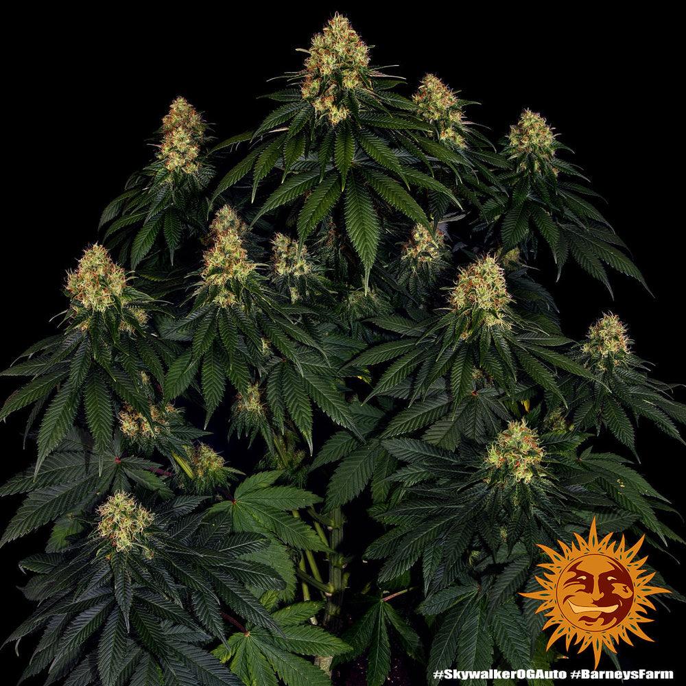 Skywalker OG Auto Cannabis Seeds (Indica Autoflower, up to 24% THC)