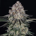 Sour Diesel Auto Cannabis Seeds (Feminised Autoflower, 3 Seed Pack) 