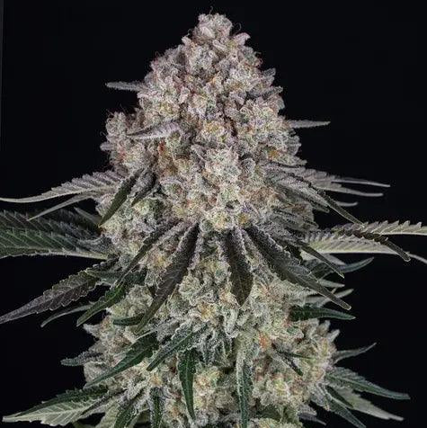 Sour Diesel Auto Cannabis Seeds (Feminised Autoflower, 3 Seed Pack) 