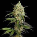 Sour Diesel Feminised Cannabis Seeds (Sativa-Dominant, 70/30) 