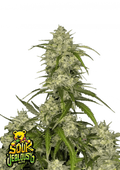 Sour Jealousy Auto Cannabis Seeds (Sativa Autoflower, up to 29% THC) 