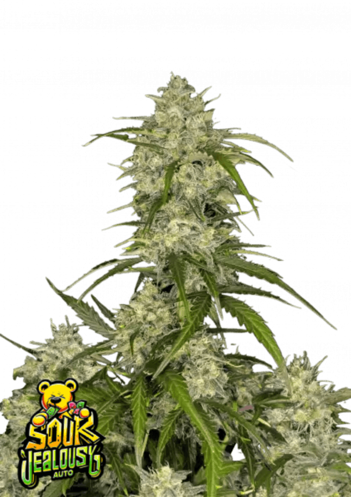 Sour Jealousy Auto Cannabis Seeds (Sativa Autoflower, up to 29% THC) 