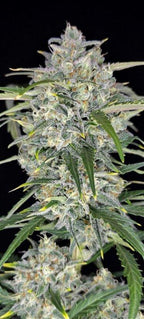 Sour Jealousy Auto Cannabis Seeds (Sativa Autoflower, up to 29% THC) 