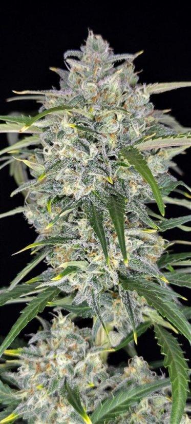 Sour Jealousy Auto Cannabis Seeds (Sativa Autoflower, up to 29% THC) 