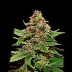 Strawberry Cough Feminised Cannabis Seeds (Sativa-Dominant, 80/20) 