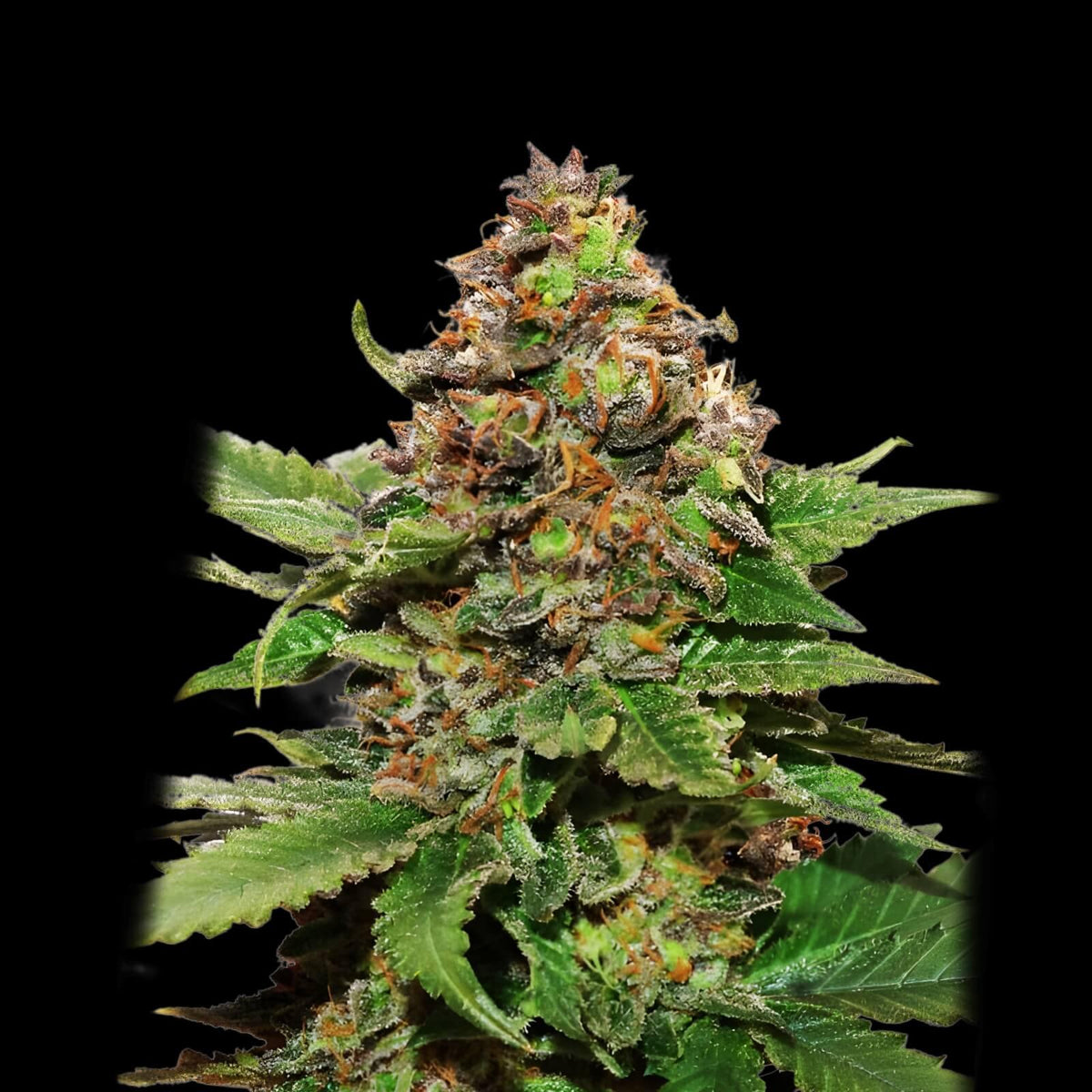 Strawberry Cough Feminised Cannabis Seeds (Sativa-Dominant, 80/20) 