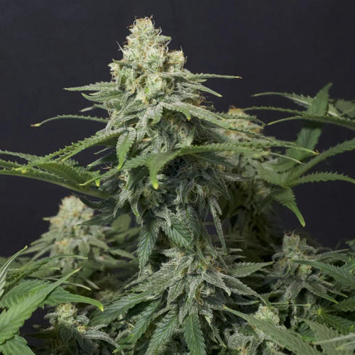 Wedding Cheesecake FF Cannabis Seeds, 25% THC Fast Flowering Hybrid 
