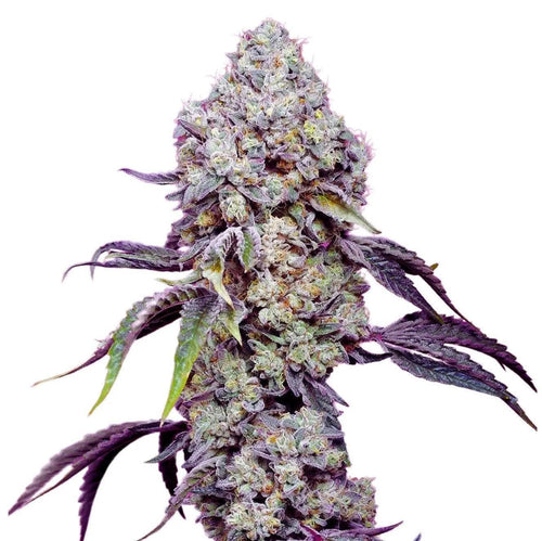 Zkittlez Mandarine Fast Version Cannabis Seeds (Sativa-Dominant Hybrid) 