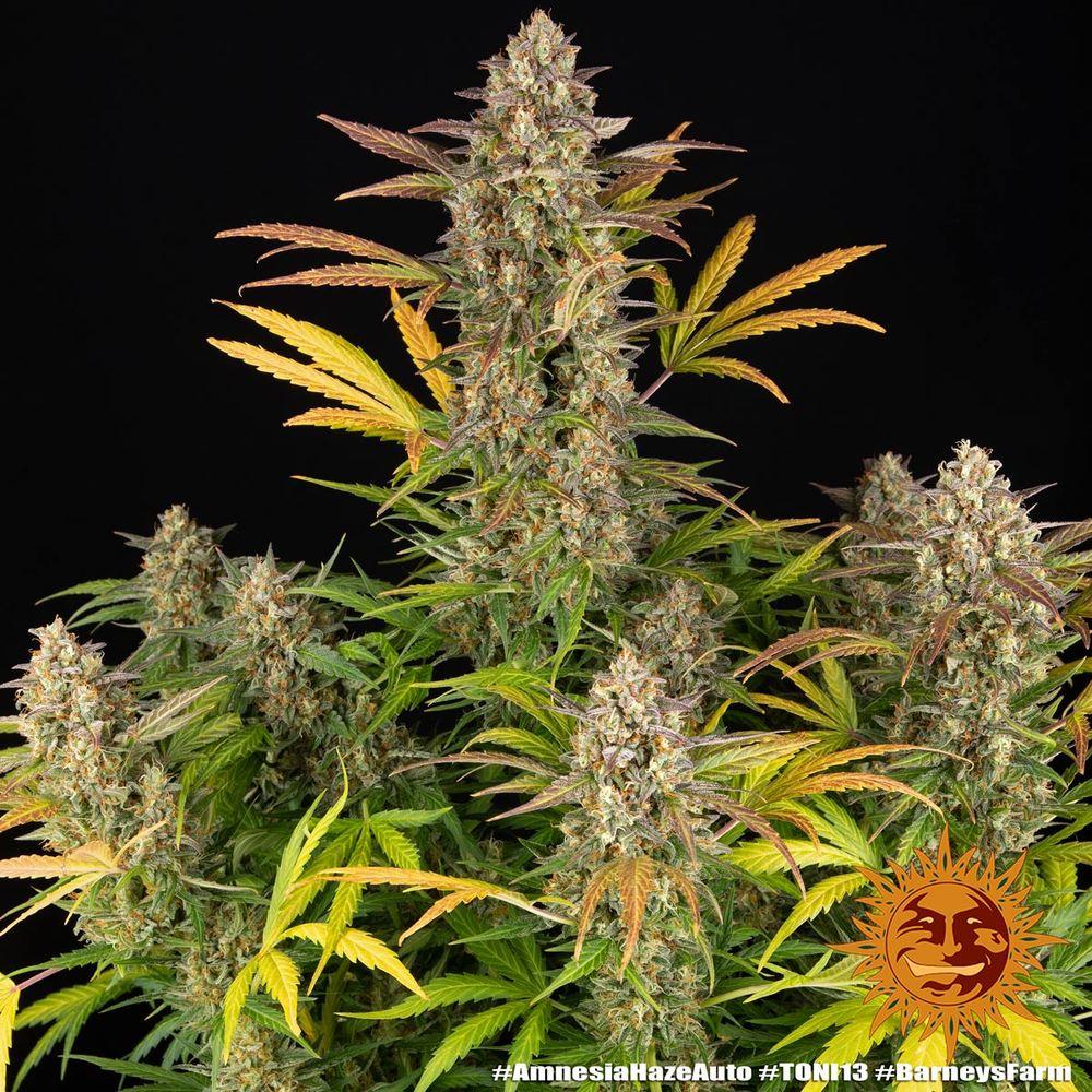 Amnesia Haze autoflower cannabis seeds sativa high yield fast grow EU
