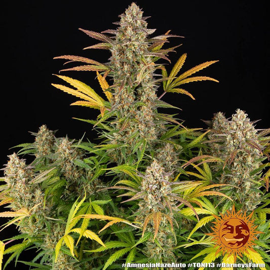 Amnesia Haze Auto by Barney's Farm - 3 Seeds - 80% Sativa