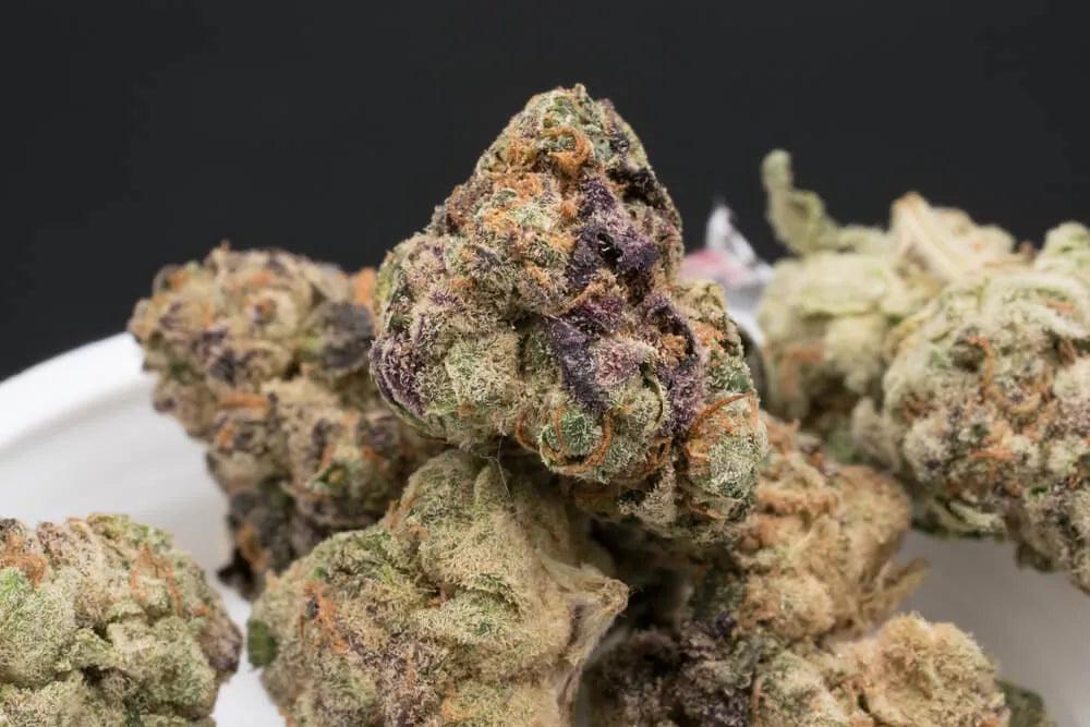 Apple Fritter cannabis seeds hybrid sweet dessert strain high THC EU