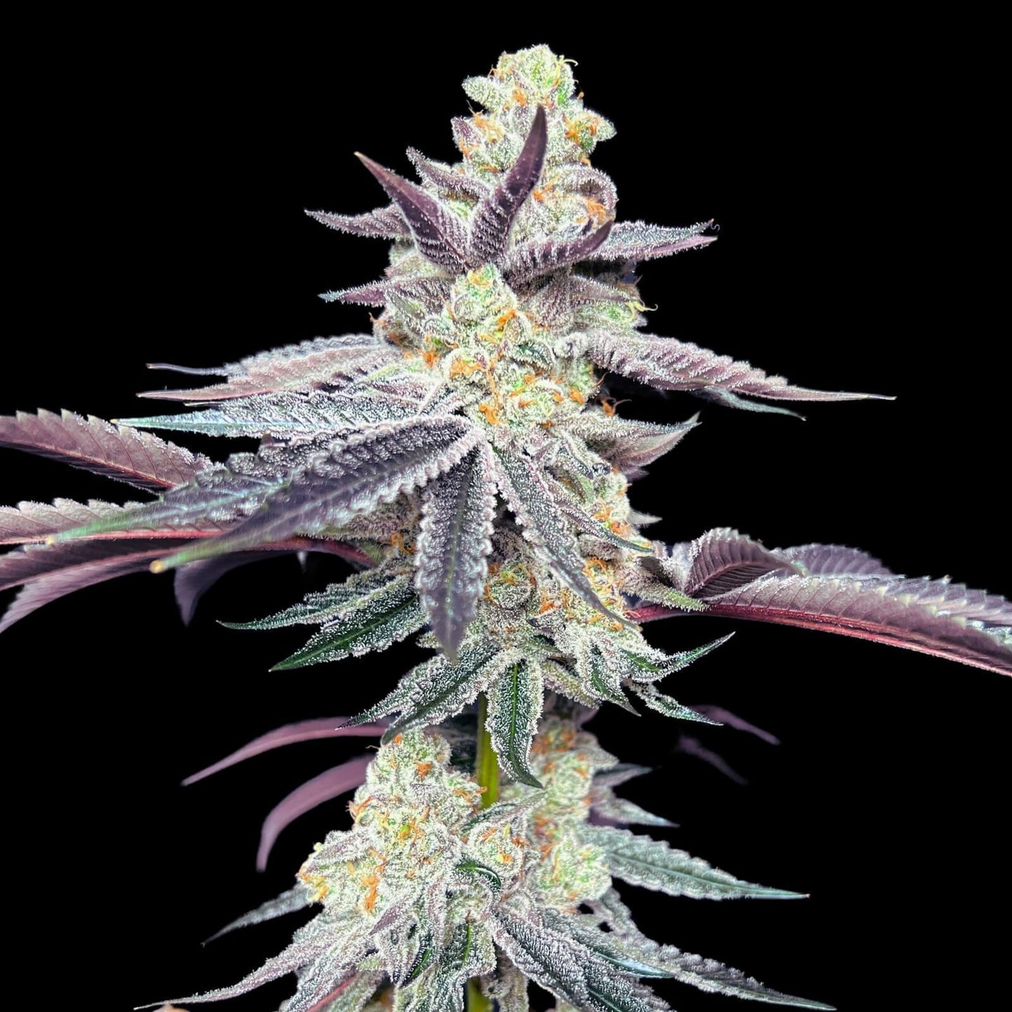 Apple Fritter cannabis seeds hybrid sweet dessert strain high THC EU