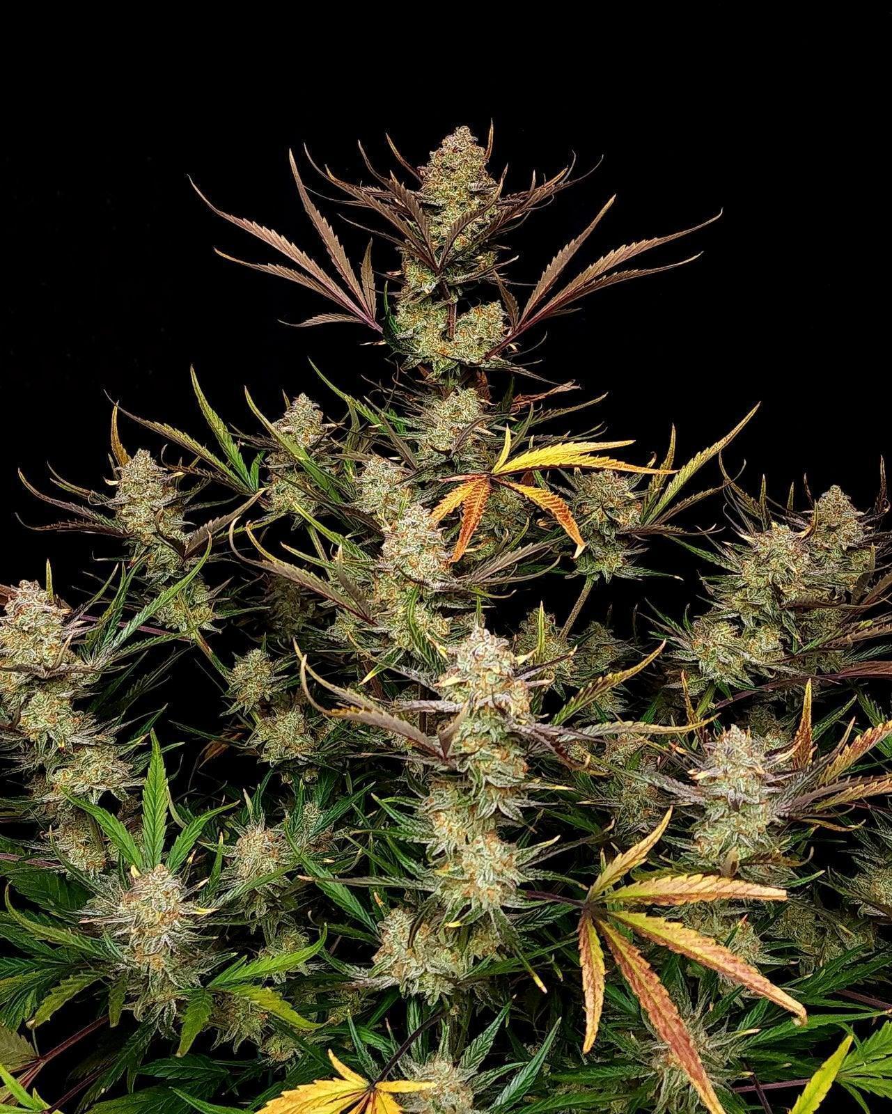 Apple Strudel cannabis seeds hybrid high THC fast flowering EU indoor grow