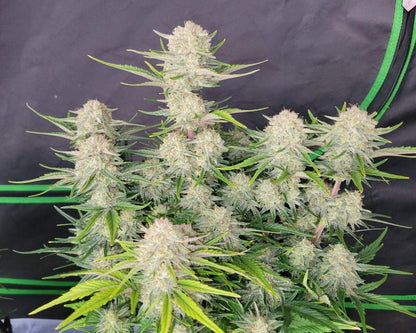Apricot auto seeds sweet fruity cannabis strain easy grow fast harvest EU