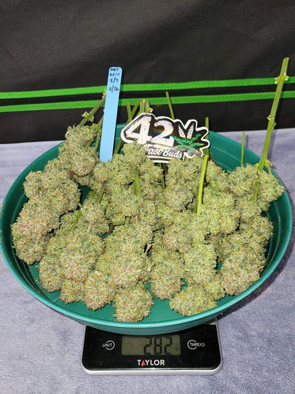Apricot autoflower cannabis seeds indica high THC fast growing EU outdoor