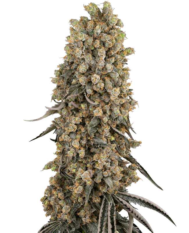 Atomic Blue Dream feminized cannabis seeds hybrid uplifting high THC EU