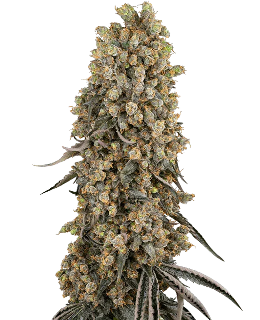 Atomic Blue Dream feminized cannabis seeds hybrid uplifting high THC EU