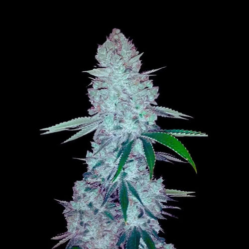 Gorilla Glue autoflower cannabis seeds high THC sticky buds fast grow EU