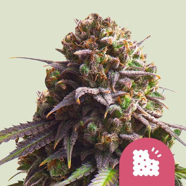 Biscotti cannabis seeds high THC feminized strain dessert terpene profile EU