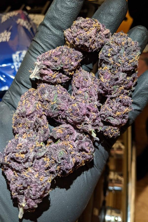 Blackberry autoflower cannabis seeds indica high THC fast flowering EU indoor grow