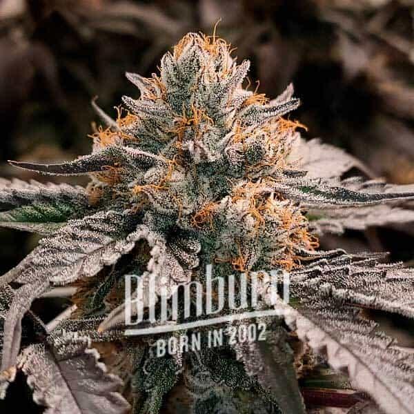 Gator Breath feminized cannabis seeds ultra high THC potent hybrid EU