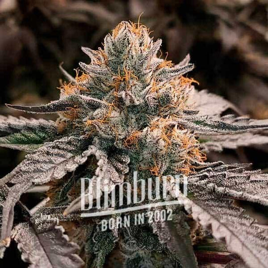 Gator Breath feminized cannabis seeds ultra high THC potent hybrid EU