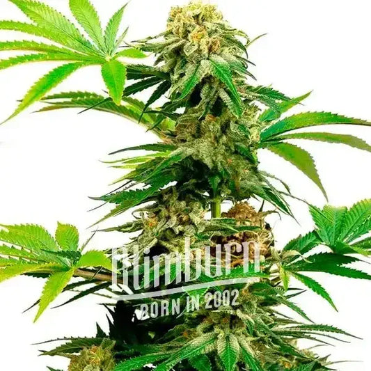 Blimburn Seeds | Harlequin Feminized | 3 Premium Seeds - CBD Strain