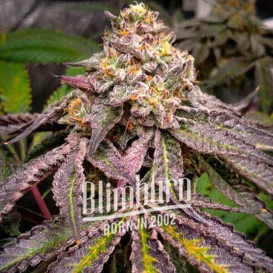 Blimburn Seeds | Jokerz Feminized | 3 Premium Seeds - 32% THC