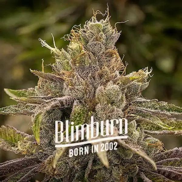 Permanent Marker feminized cannabis seeds high THC potent hybrid EU